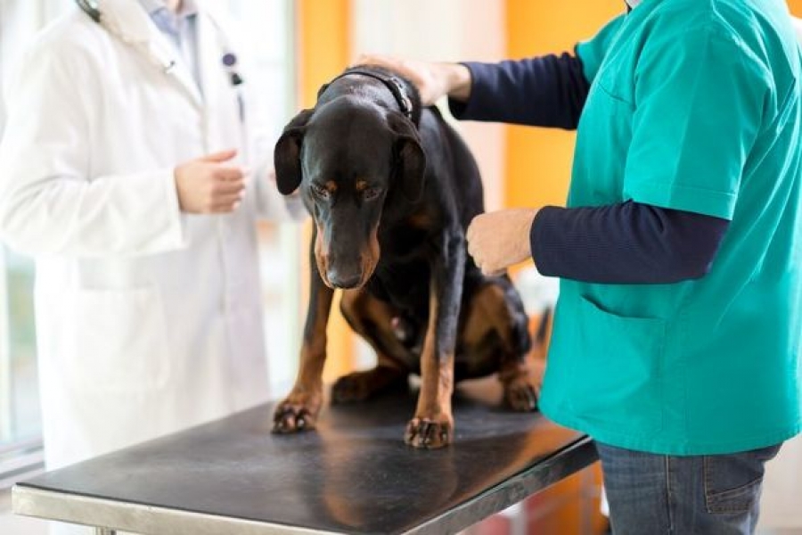 Cachorros com problemas na coluna: como tratar e prevenir