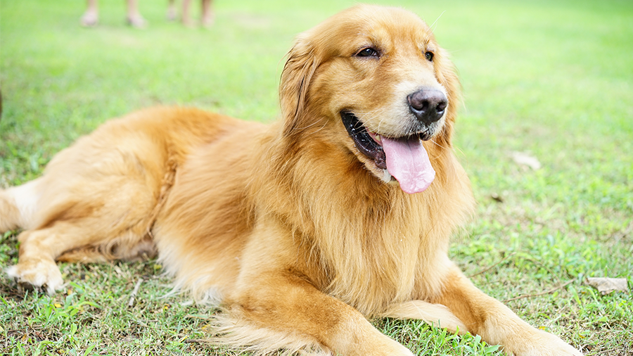 Dicas para promover pelos saudáveis ao seu cão