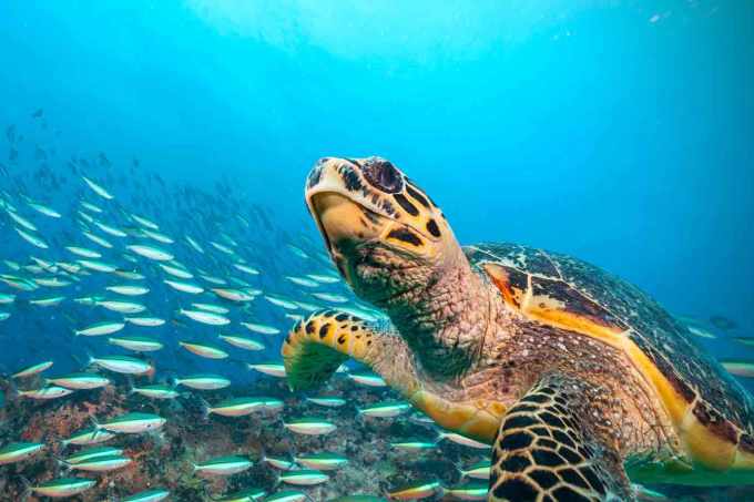 “Elo perdido” traz pistas sobre casco das tartarugas