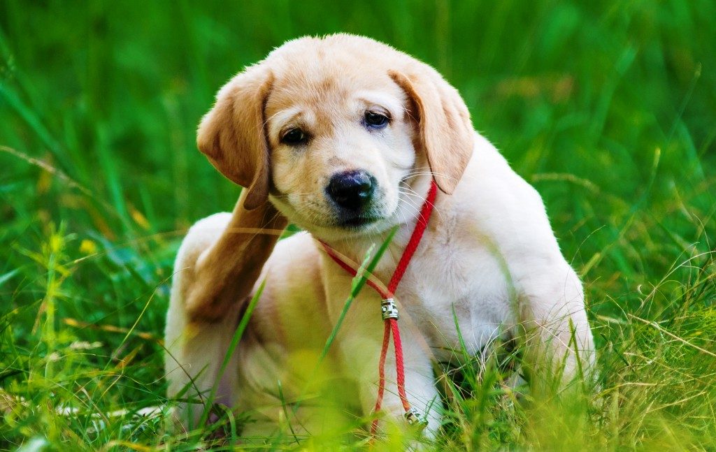 As principais causas da coceira em cães